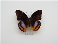 藏品(外國蝴蝶)的圖片